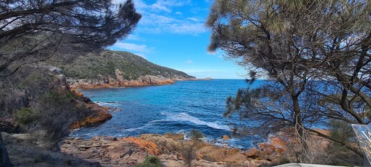 pine tree on the shore of the sea © HDC Creative