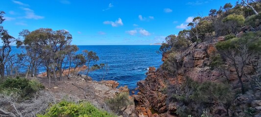 pine tree on the shore of the sea © HDC Creative