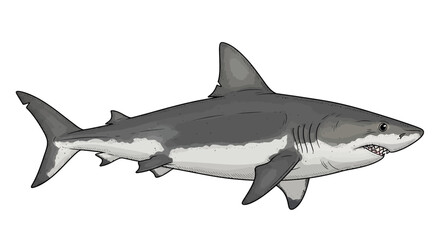 Fototapeta premium Great white shark illustration on a white background