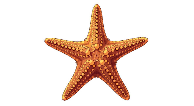 Illustration of a common starfish with five arms.