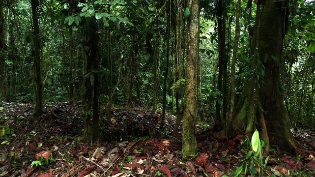 Moving through the bottom layer of a tropical forest, which has been cleared of underground to make place for agriculture 