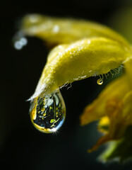 Macro close-up of water droplet hanging from hairy yellow flower bud on dark background © WCPW PHOTOGRAPHY