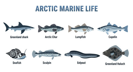 Arctic marine life ocean creatures. © Kenywanch