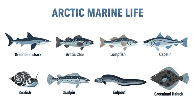 Arctic marine life ocean creatures.