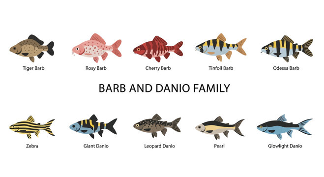 Variety of colorful freshwater aquarium fish.