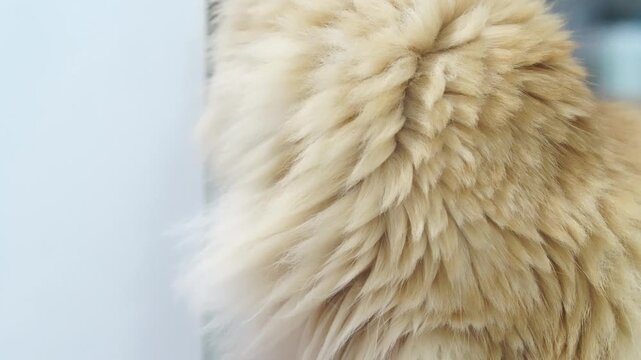 Fluffy cat long hair soft fur ginger close up pet domestic animal cozy relaxed indoor mammal feline cute texture whisker playful gentle calm adorable, fluffy Persian cat long hair cream color close