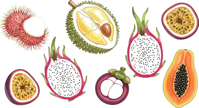 Exotic tropical fruits illustration set with rambutan, durian, passion fruit, dragon fruit, mangosteen, and papaya in detailed colorful style for healthy food design