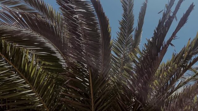 Tropical Palm Fronds Swaying in Breeze, Sunlight and Blue Sky Background