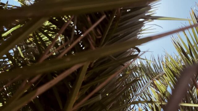 Palm Leaves Moving in Wind Against Blue Sky, Tropical Nature Background, Slow Motion