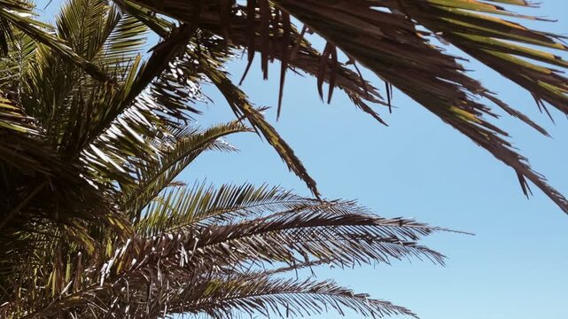 Palm Tree Leaves Swaying in Breeze Against Clear Blue Sky, Tropical Background Video