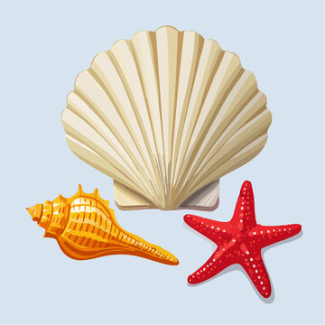 Seashells and Starfish Collection