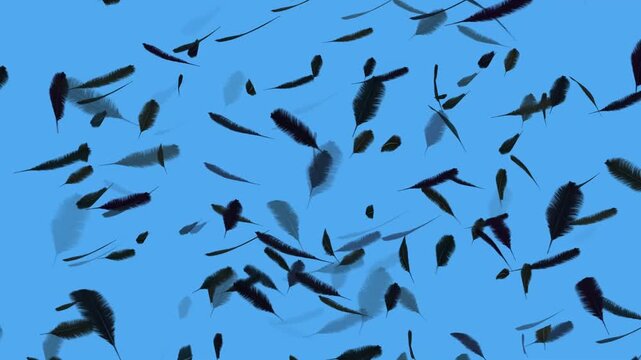 flock of birds flying motion video move