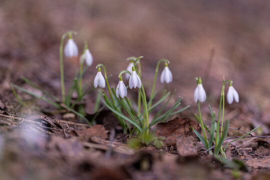 Little groups of snowdrop flowers begin to emerge slowly amidst fallen foliage. Several small groups of snowdrops are sprouting naturally across ground in early spring