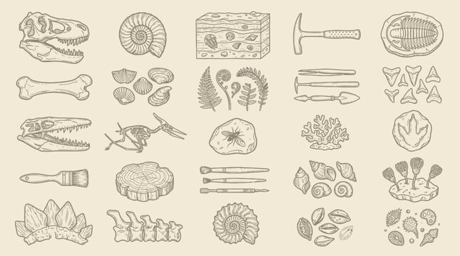 A detailed illustration showcasing a collection of paleontological artifacts, including dinosaur skulls, fossils, excavation tools, and plant imprints, presented on a textured beige background.