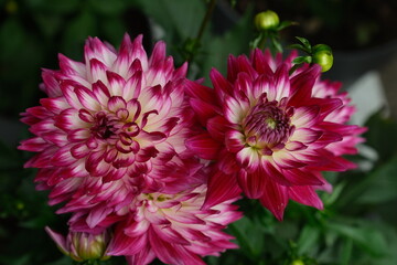 Obraz premium Close-up of blooming dahlia flowers with pink and white petals showing intricate layers and delicate textures