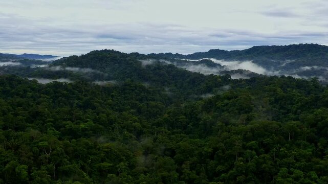 Tropical forest at the foot of the Andes Range, the hilly landscape is covered in rainforest with a small layer of fog 