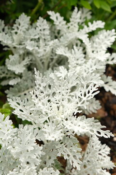 Close-up of white feathery silverleaf dusty miller leaves with soft velvety texture