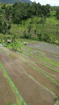 Rice fields, palm trees, aerial view, Bali