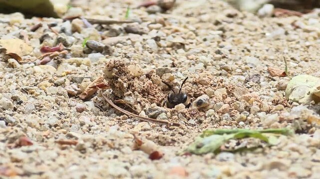 


Full Version_B_Another digger wasp from a different nest hole, observing surroundings in 20x zoom

