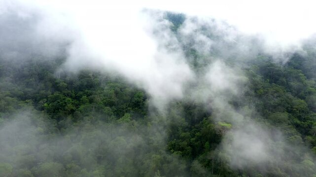 Aerial view, moving through a dense layer of fog with beneath it the tree canopy of a tropical forest or rainforest visible made in the Amazon of South America