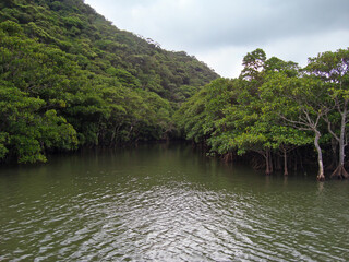 Obraz premium Iriomote Mangrove forest on Urauchi river