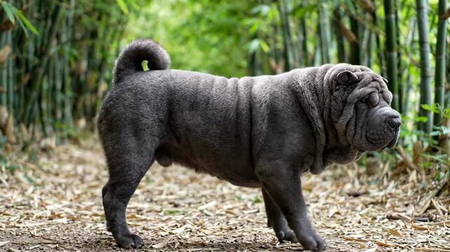 Blue gray Chinese Shar Pei dog standing on leafy bamboo trail, dense green stems, curled tail, heavy wrinkles, alert side pose, natural woodland light, rare outdoor breed portrait with forest depth