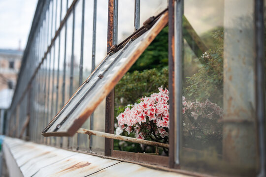 Decorative potted plant blooming with lush pink flowers displayed on windowsill at glasshouse pavilion, blossoming flower plant standing on table beside opened glass window at winter garden orangery.