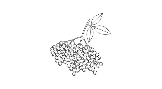Elderberry Bunch Drawing - Black and White Vector Illustration of Elderberries with Leaves