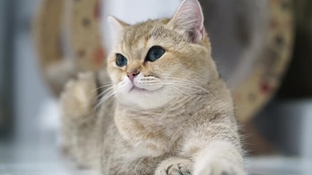 Golden British Shorthair cat with green eyes and soft fur lying on white floor, adorable indoor feline pet, domestic animal in calm, playful mood, close up portrait, golden fur, whiskers visible