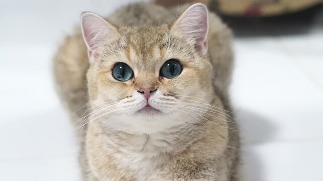 British shorthair cat golden fluffy fur relaxed indoor pet animal, adorable feline with blue eyes, soft cream color, calm expression, cute whiskers, domestic animal, healthy young, white background