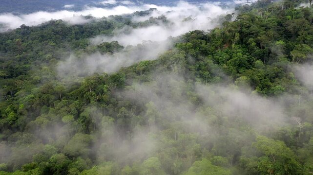 Stunning aerial nature background of a tropical forest canopy covered in fog, a green natural nature background of rainforest in South America