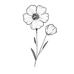 Obraz premium Hand drawn botanical illustration of two wildflowers with thin stems and leaves, minimalist black and white line art sketch of blooming floral elements