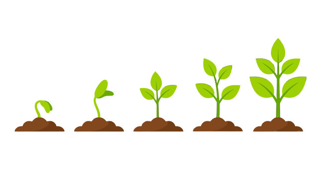 Sequential graphic illustrating the vibrant growth journey of a green plant from a tiny sprout to a flourishing seedling in rich soil