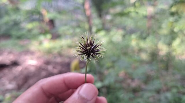 Close Up of Bidens pilosa Seeds Head with Barbed Achenes Growing Wild in a Tropical Meadow Against Green Foliage Background During Daylight
