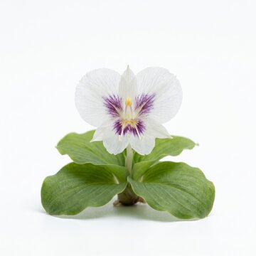kencur flower (kaempferia galanga) macro, delicate white petals with soft purple tones, low growing tropical herb flower, ultra detailed, centered composition, pure white background