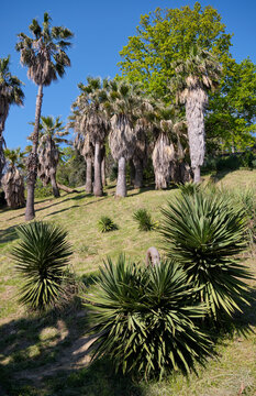 Washingtonia Palm and Yuccas In The Sochi Arboretum.