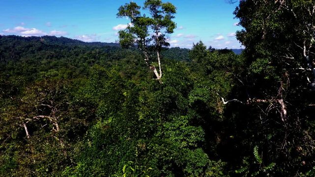 Flying between the branches of a tropical forest tree revealing the vast forest behind
