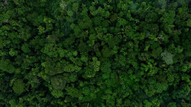 Stunning detailed view of a tropical forest canopy, green nature background of the rainforest tree crowns in South America