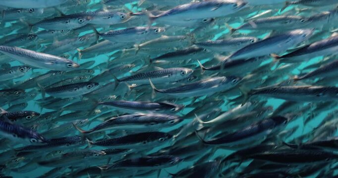 Bait balls of sardines swim fast to escape striped marlin attacking them in Mexico