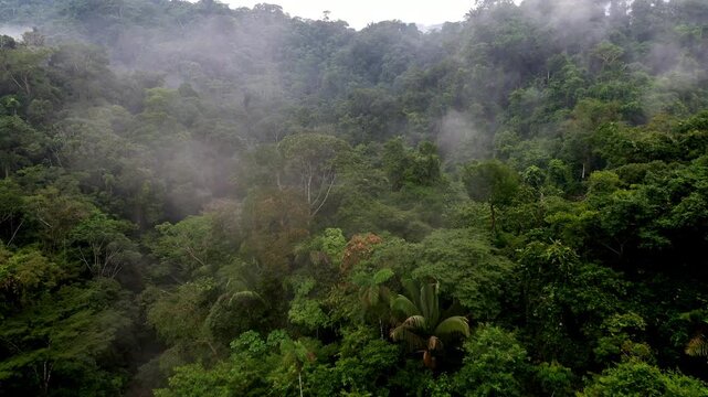 Aerial view over a biodiverse tropical forest canopy, different colors and tree species are visible in the tree crowns of the South American rainforest; a colorful green nature background