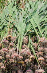 Fototapeta premium Gladiolus sword lily plant with green leaves and tall stem.