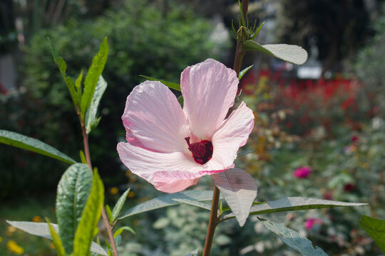 Hibiscus heterophyllus Native Rosella flower with white petals.