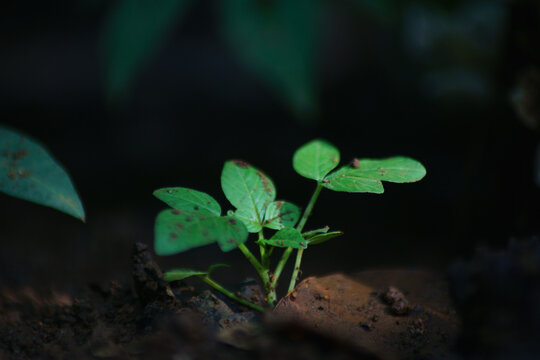 macro and micro photos of plants and wild nature backgrounds
