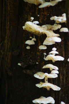 macro and micro photos of plants and wild nature backgrounds