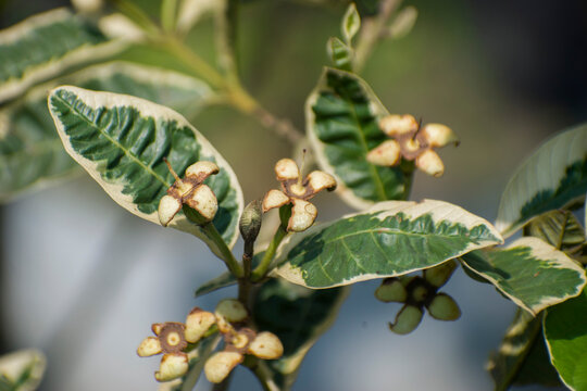Psidium guajava Guava buds ready to bloom on green branch.