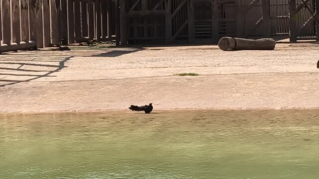 `Black bird taking flight from edge of green pond in zoo enclosure on sunny day zanates