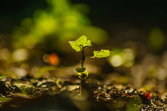 macro and micro photos of plants and wild nature backgrounds