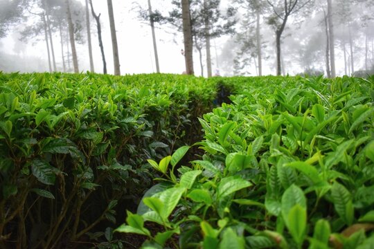 Panama tea plantation Wonosobo, Central Java, Indonesia. Beautiful green tea plantations. Cool foggy atmosphere. Beautiful natural scenery.