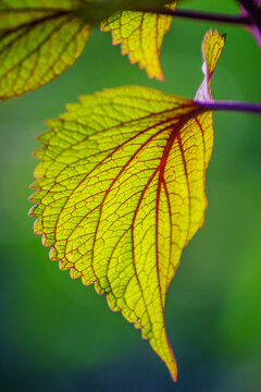 macro and micro photos of plants and wild nature backgrounds