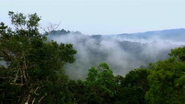 The tree crowns of two tall tropical forest trees in an aerial view of a rainforest